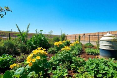 como-cuidar-de-hortalicas-organicas-com-fertilizantes-naturais