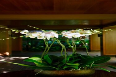 como-cuidar-de-orquideas-em-ambientes-fechados-dicas-praticas-com-fertilizantes-substratos-e-itens-e