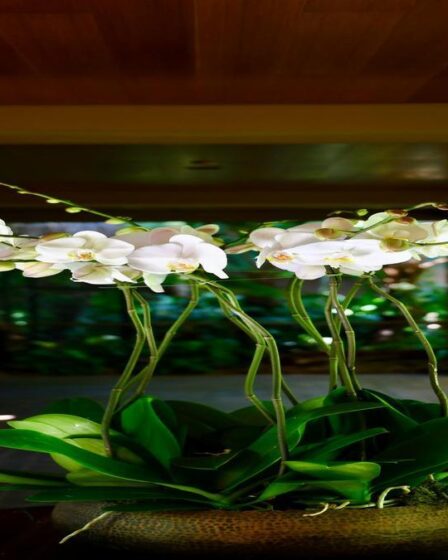 como-cuidar-de-orquideas-em-ambientes-fechados-dicas-praticas-com-fertilizantes-substratos-e-itens-e