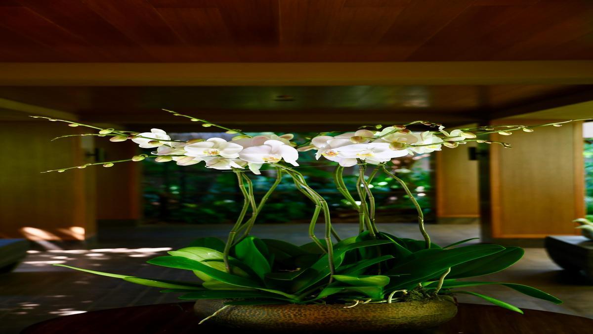 como-cuidar-de-orquideas-em-ambientes-fechados-dicas-praticas-com-fertilizantes-substratos-e-itens-e