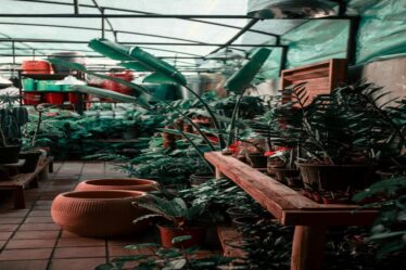 como-recuperar-plantas-murchas-com-tecnicas-naturais-usando-fertilizantes-e-substratos-gold-plant-di
