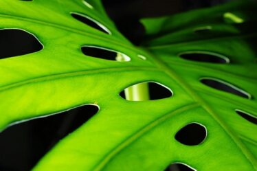 dicas-para-cultivar-plantas-em-ambientes-com-pouca-luz-aproveitando-fertilizantes-substratos-e-itens