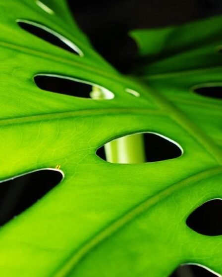 dicas-para-cultivar-plantas-em-ambientes-com-pouca-luz-aproveitando-fertilizantes-substratos-e-itens
