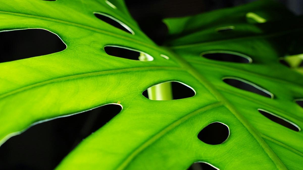 dicas-para-cultivar-plantas-em-ambientes-com-pouca-luz-aproveitando-fertilizantes-substratos-e-itens