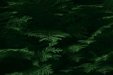 fertilizante-natural-para-samambaias-qual-usar-guia-pratico-e-produtos-gold-plant-para-folhas-verde