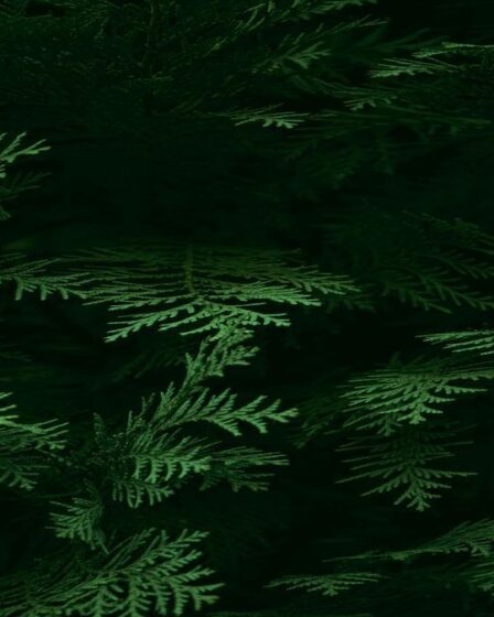 fertilizante-natural-para-samambaias-qual-usar-guia-pratico-e-produtos-gold-plant-para-folhas-verde