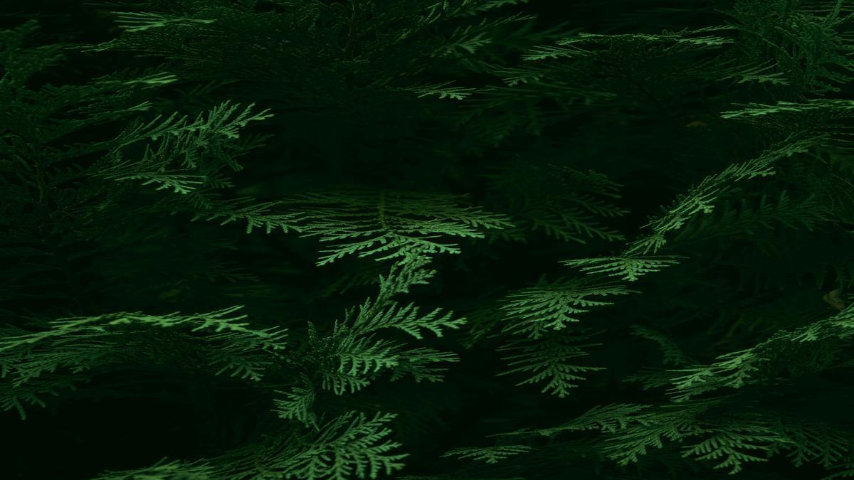 fertilizante-natural-para-samambaias-qual-usar-guia-pratico-e-produtos-gold-plant-para-folhas-verde