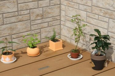 por-que-o-bokashi-e-ideal-para-plantas-ornamentais-e-como-usar-fertilizantes-substratos-e-insumos-go