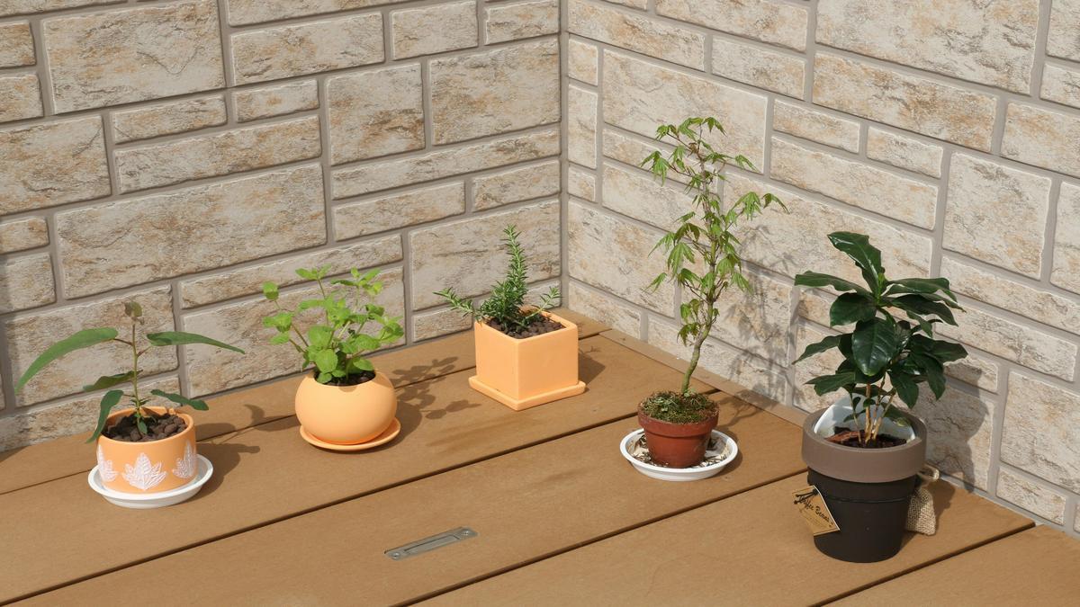por-que-o-bokashi-e-ideal-para-plantas-ornamentais-e-como-usar-fertilizantes-substratos-e-insumos-go