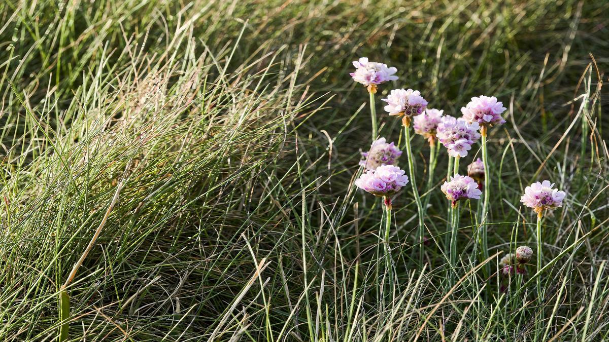 bokashi-para-orquideas--como-aplicar-corretamente-e-turbinar-floracao-com-produtos-gold-plant