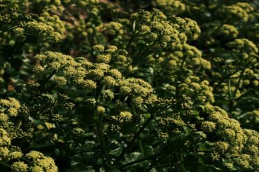 como-montar-jardins-sensoriais-com-plantas-aromaticas-e-dicas-praticas-de-gold-plant-para-fertilizan