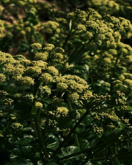 como-montar-jardins-sensoriais-com-plantas-aromaticas-e-dicas-praticas-de-gold-plant-para-fertilizan