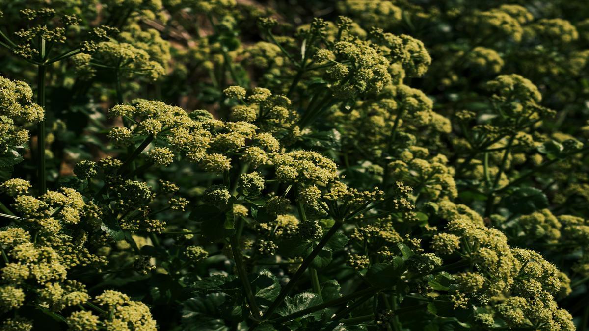 como-montar-jardins-sensoriais-com-plantas-aromaticas-e-dicas-praticas-de-gold-plant-para-fertilizan