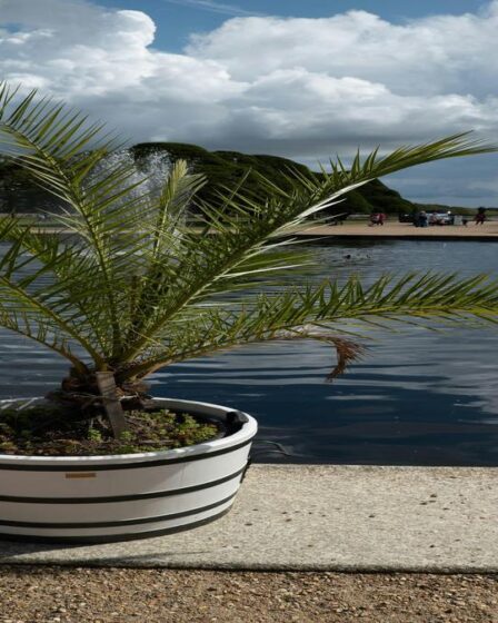 fertilizante-natural-para-palmeiras-em-vaso-saiba-como-evitar-erros-comuns-e-garantir-folhas-verdes