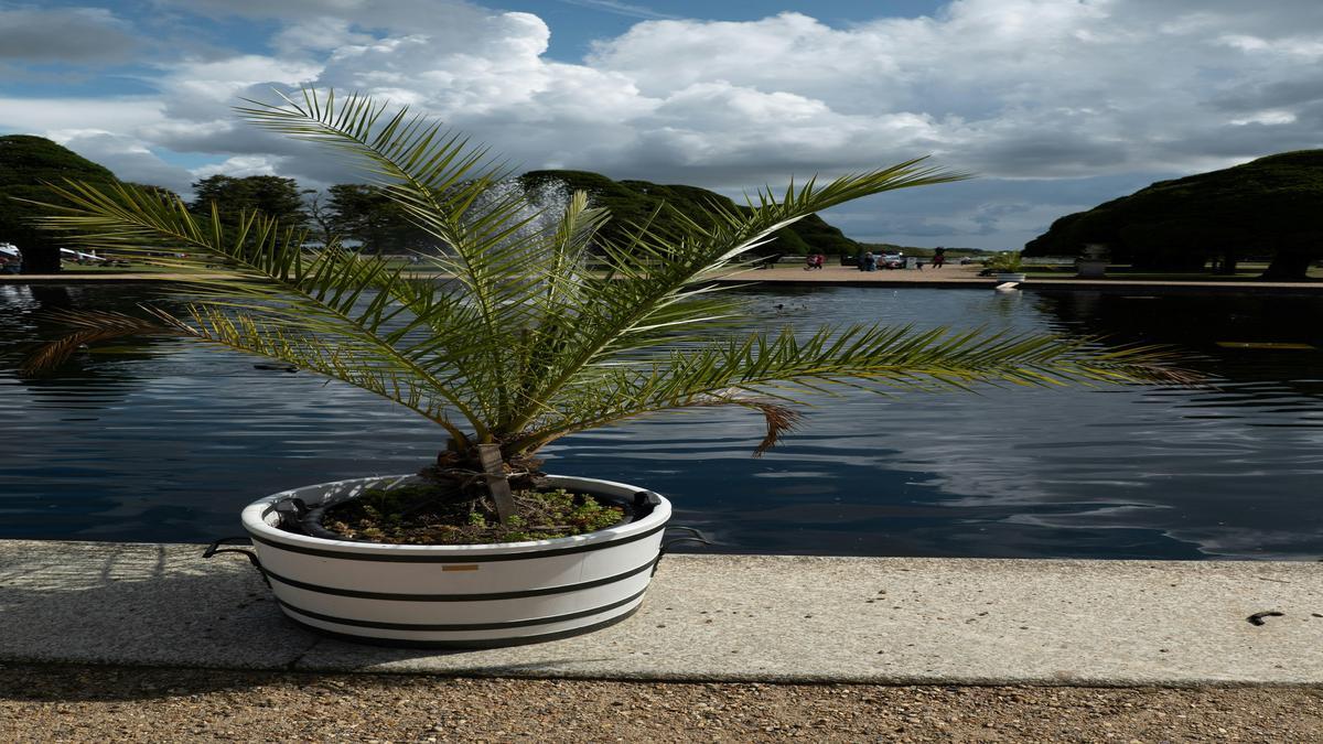 fertilizante-natural-para-palmeiras-em-vaso-saiba-como-evitar-erros-comuns-e-garantir-folhas-verdes