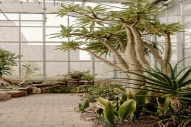 como-fazer-um-terrario-com-adubacao-organica-com-dicas-praticas-da-gold-plant-para-escolher-fertiliz