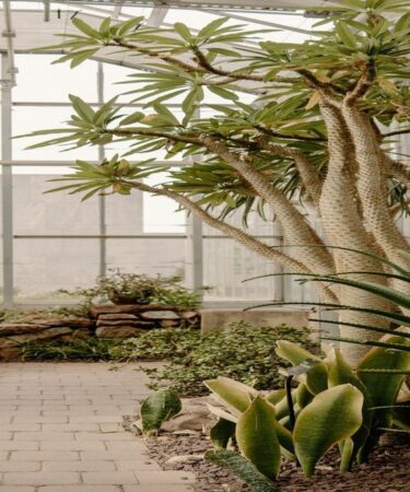 como-fazer-um-terrario-com-adubacao-organica-com-dicas-praticas-da-gold-plant-para-escolher-fertiliz