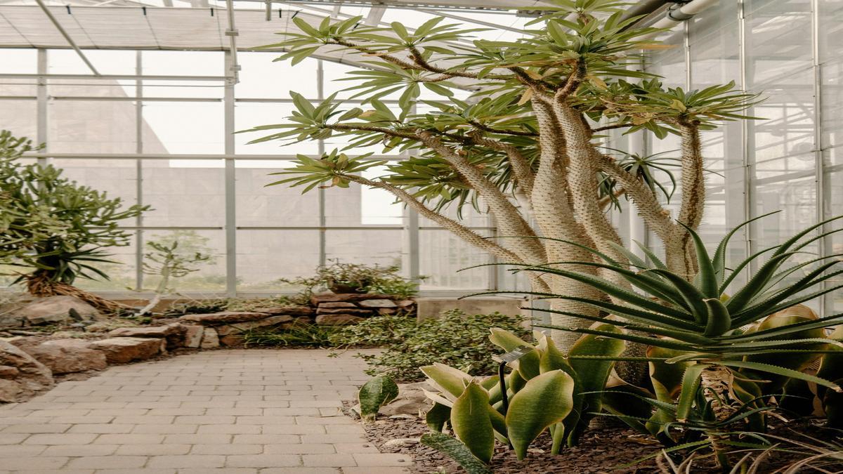 como-fazer-um-terrario-com-adubacao-organica-com-dicas-praticas-da-gold-plant-para-escolher-fertiliz