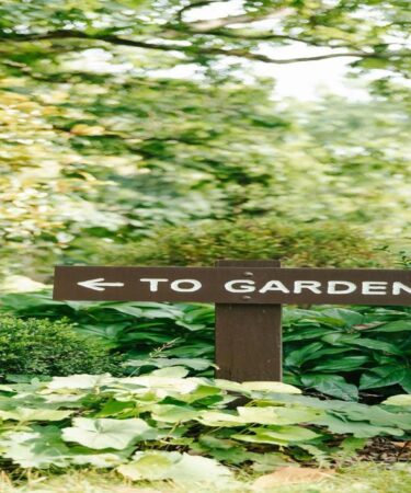 jardinagem-para-iniciantes-o-que-plantar-primeiro-e-dicas-praticas-com-fertilizantes-substratos-e
