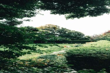 qual-o-melhor-adubo-natural-para-flores-de-corte-dicas-praticas-da-gold-plant-para-fertilizar-escol